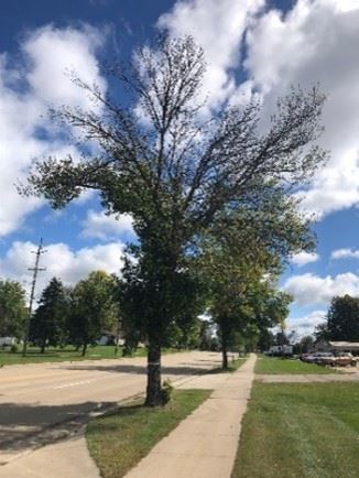 Website - Terrace Tree White Ring pic1