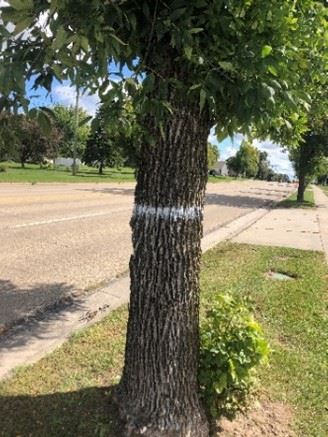 Website - Terrace Tree White Ring pic2